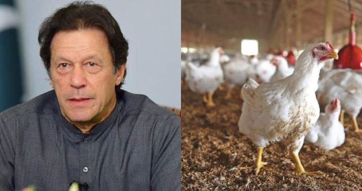 Pakistan's Poultry Sector