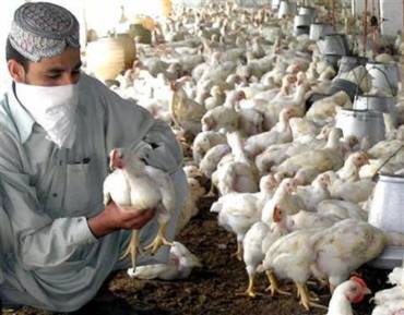 Pakistan's Poultry Sector collapsing