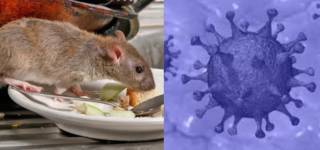 Hantavirus comes to world