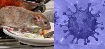 Hantavirus comes to world