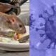 Hantavirus comes to world