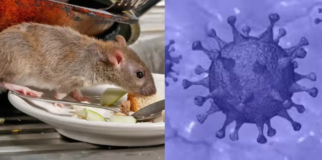 hantavirus