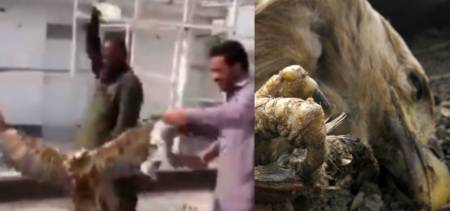 punjab raptor killings