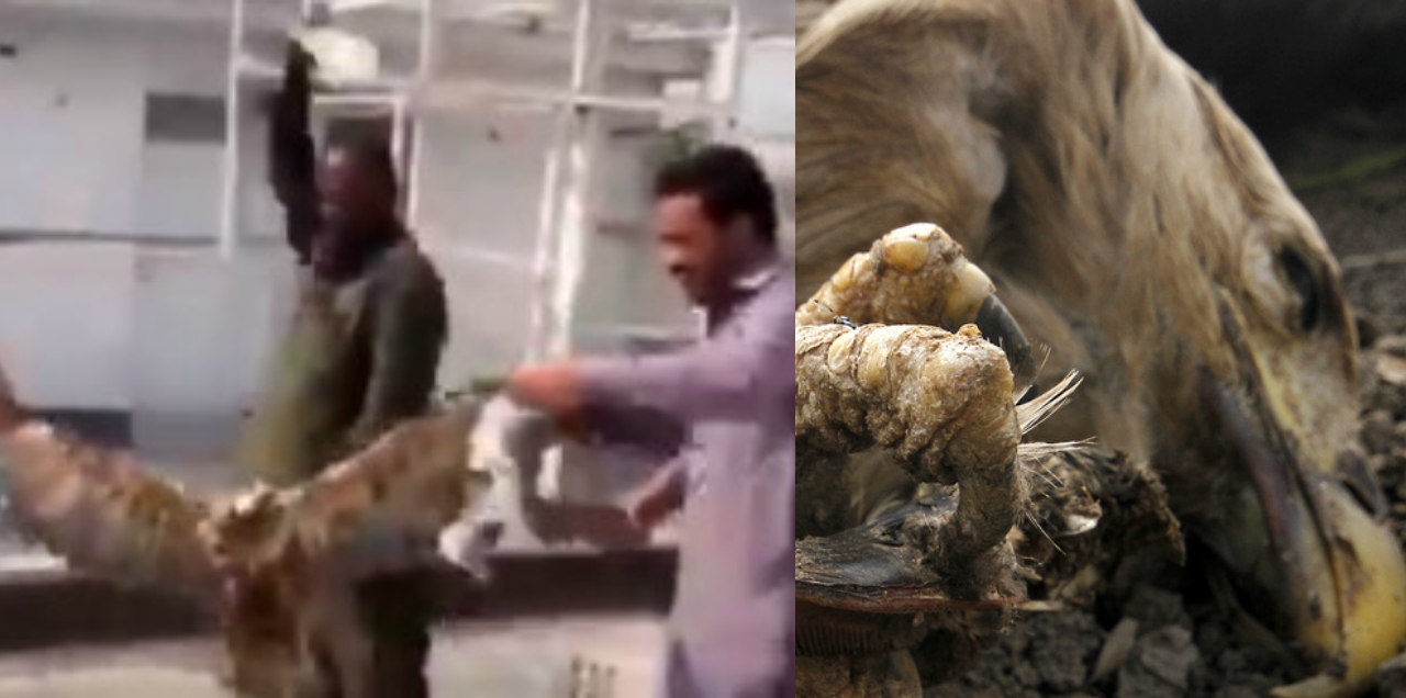 punjab raptor killings