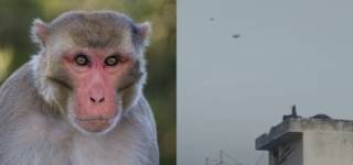 Monkey flying kite