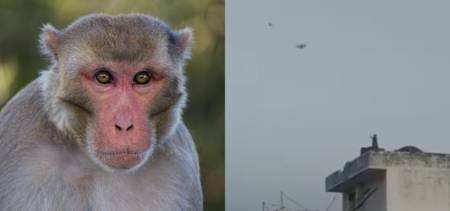 Monkey flying kite