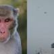 Monkey flying kite