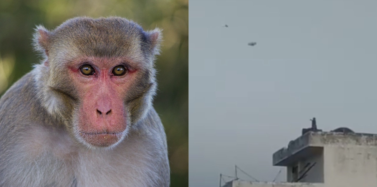 Monkey flying kite