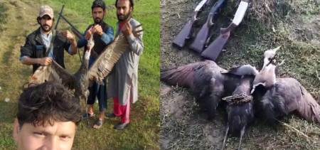 Hooded Crane hunting Pakistan