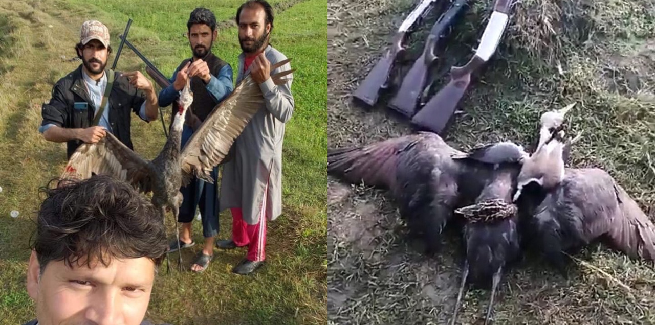 Hooded Crane hunting Pakistan