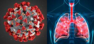Here Is How Lethal Coronavirus Can Be For Your Body
