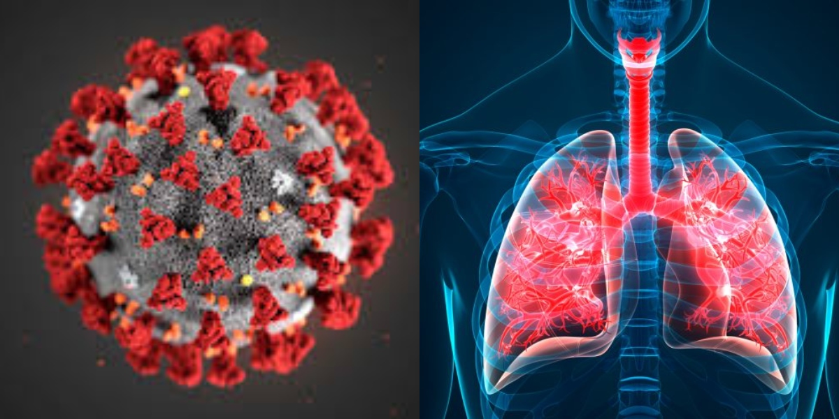 Here Is How Lethal Coronavirus Can Be For Your Body