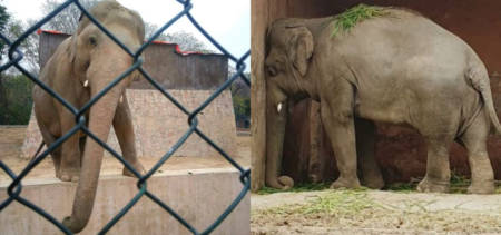 Kaavan Islamabad Zoo