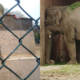 Kaavan Islamabad Zoo