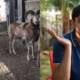 Pakistani Mini Zoo Home