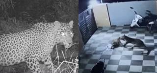 leopard in islamabad
