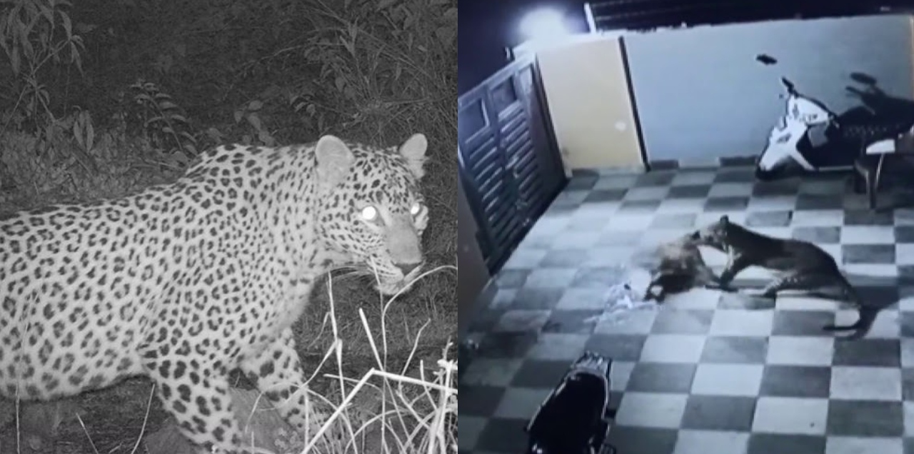 leopard in islamabad