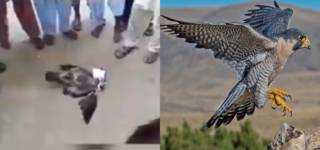 Pakistan Pigeon Fanciers Community Brutally Kill A Raptor in Punjab