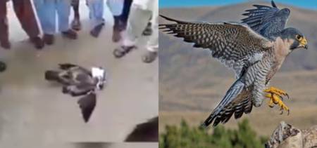 Pakistan Pigeon Fanciers Community Brutally Kill A Raptor in Punjab