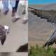 Pakistan Pigeon Fanciers Community Brutally Kill A Raptor in Punjab