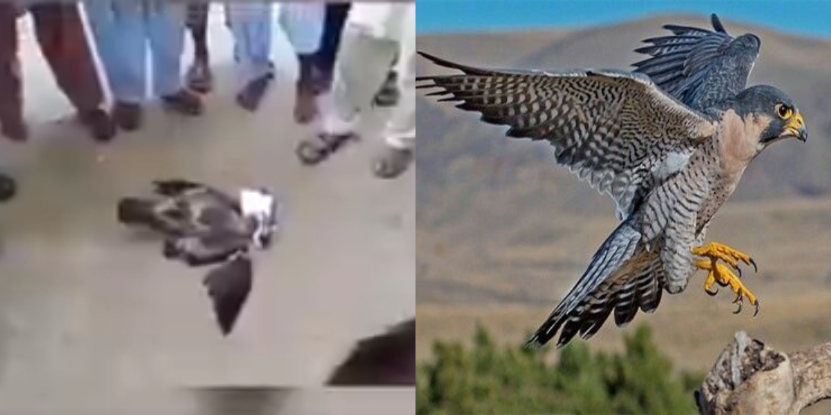 Pakistan Pigeon Fanciers Community Brutally Kill A Raptor in Punjab
