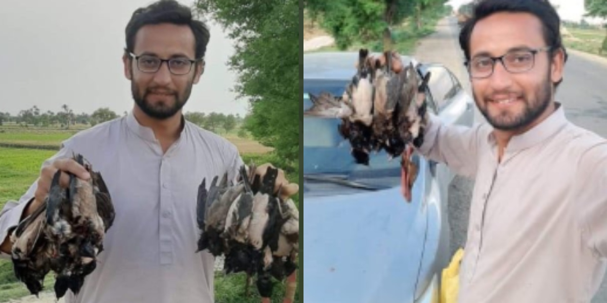 A Government Official In D.I.Khan Mercilessly Hunts Rosy Starlings