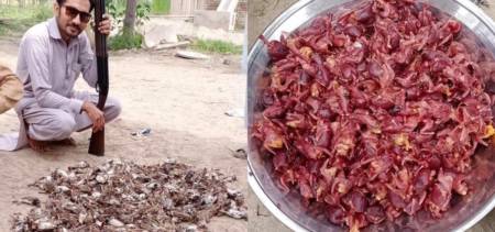 A Man In DI Khan Slaughters Hundreds Of Sparrows For Hunting