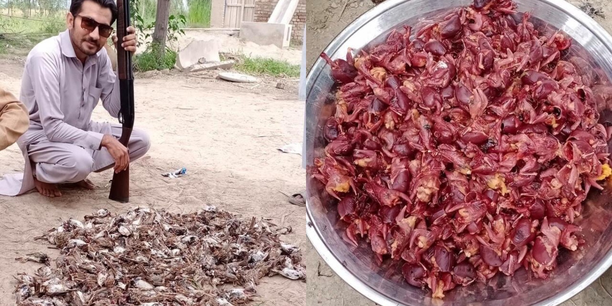 A Man In DI Khan Slaughters Hundreds Of Sparrows For Hunting