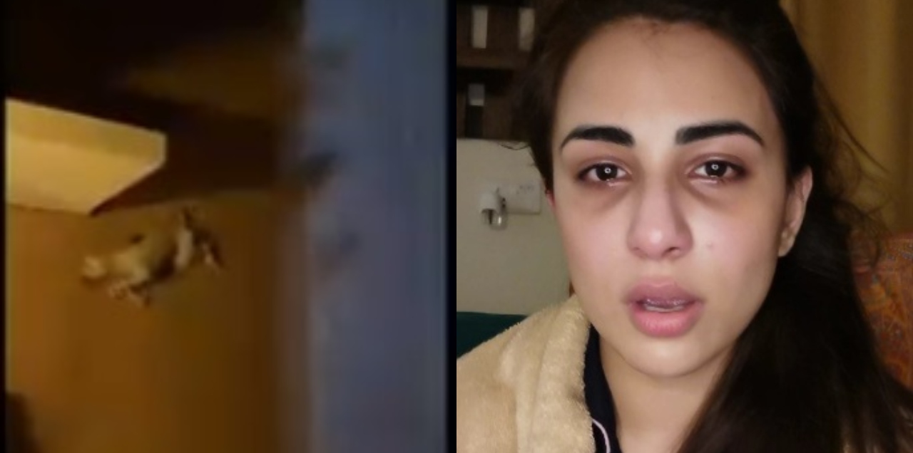 animal abuse in bahria town