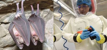 Wuhan research bats