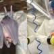Wuhan research bats