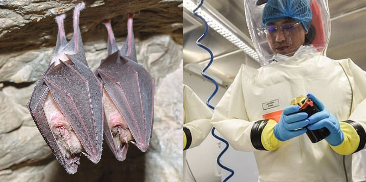 Wuhan research bats