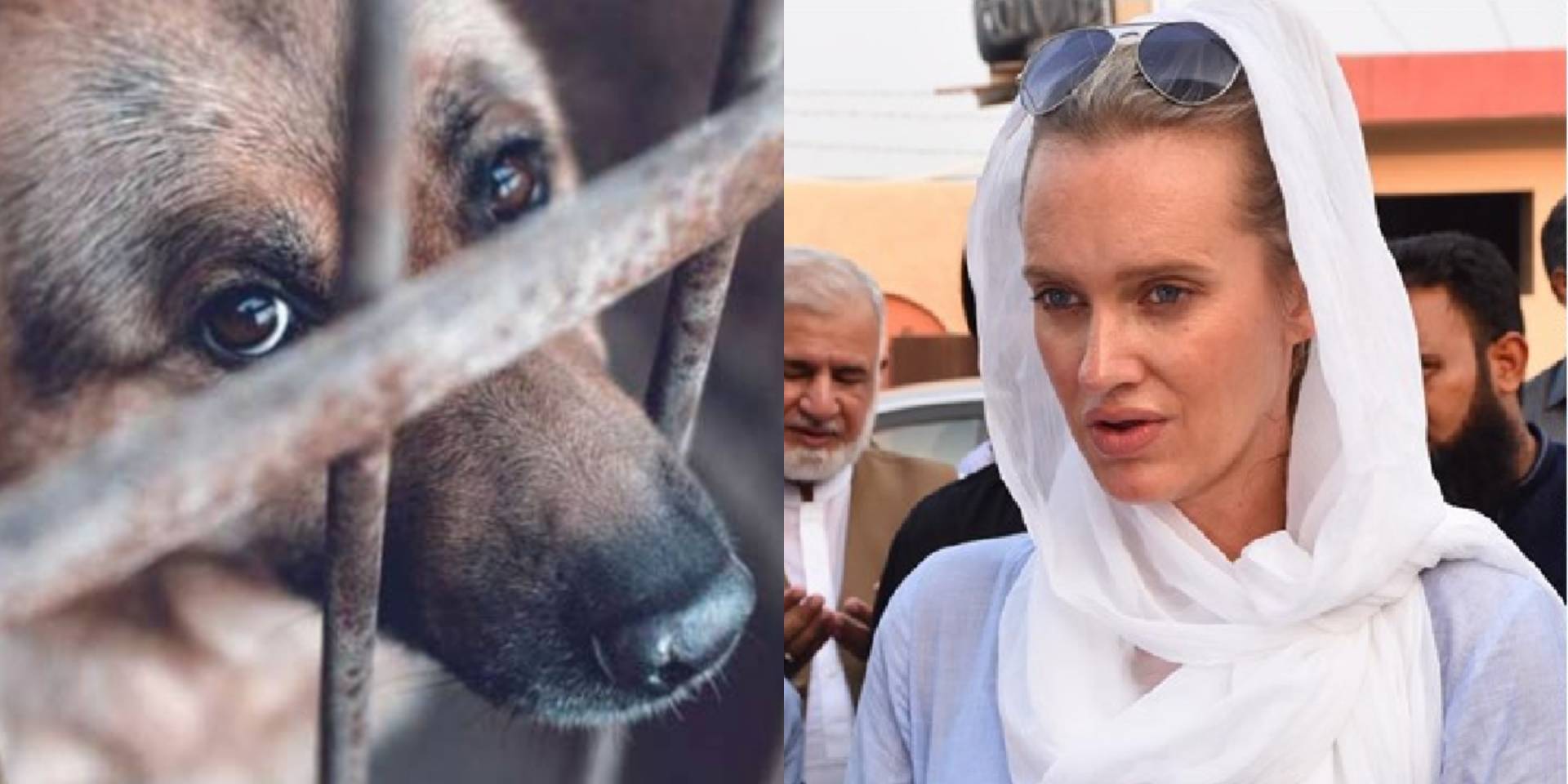 Shaniera Akram Tweets Disturbing Video Of Animal Cruelty Says "Ashamed Of Being Human"