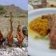 foods of Balochistan