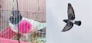 Spy pigeon