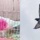 Spy pigeon