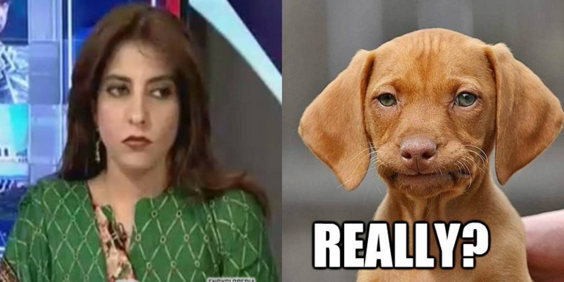 PPP's Palwasha Khan Uses Foul Language For PTI Leaders, Calls Them ‘Mad Dogs’