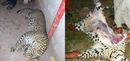 kashmir leopard