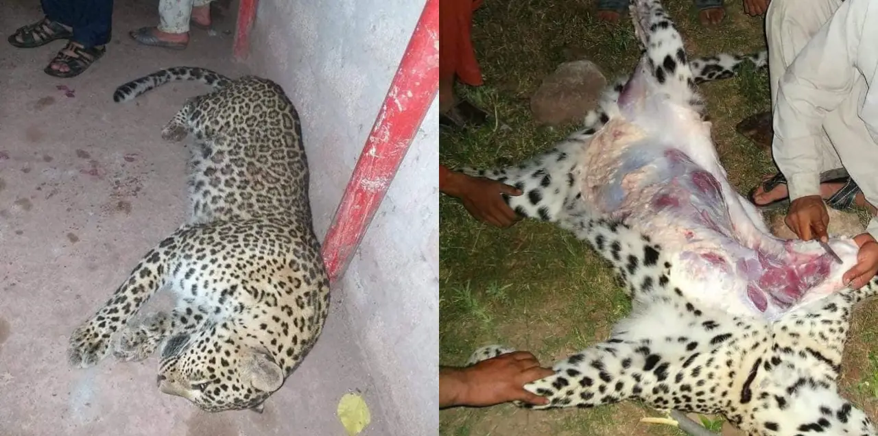Hunter In Muzaffarabad Kills Rare Female Leopard And Is Now Chasing Her  Male Partner!