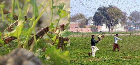 India Claims Pakistan Attack Locusts