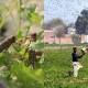 India Claims Pakistan Attack Locusts