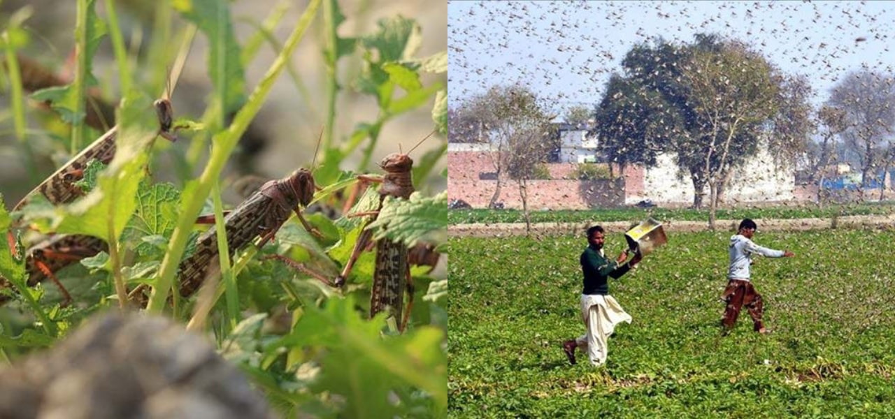India Claims Pakistan Attack Locusts