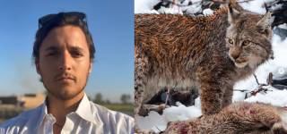 Wildlife photographer Himalayan lynx
