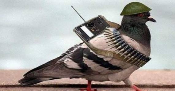 spy pigeon pakistan
