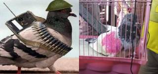 Spy pigeon