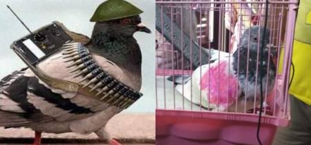 Spy pigeon