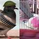 Spy pigeon