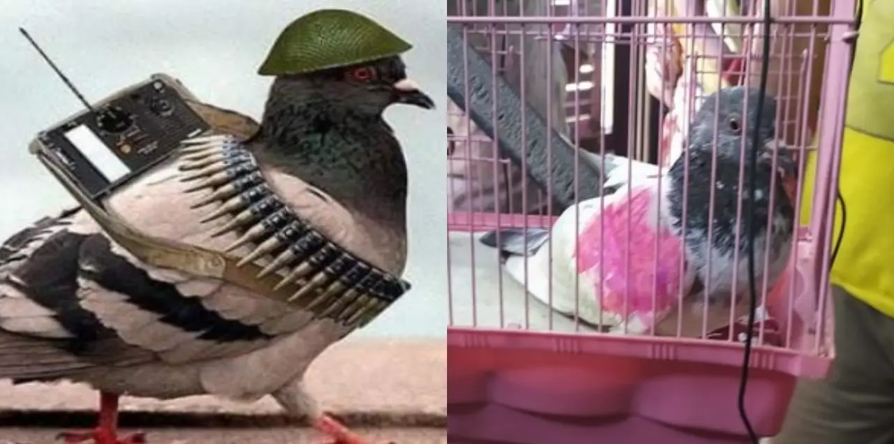 Pakistan Sends Pigeon To Spy On Jammu Kashmir
