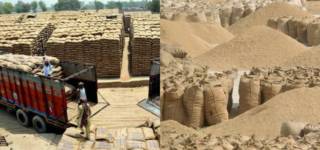 wheat crisis sindh