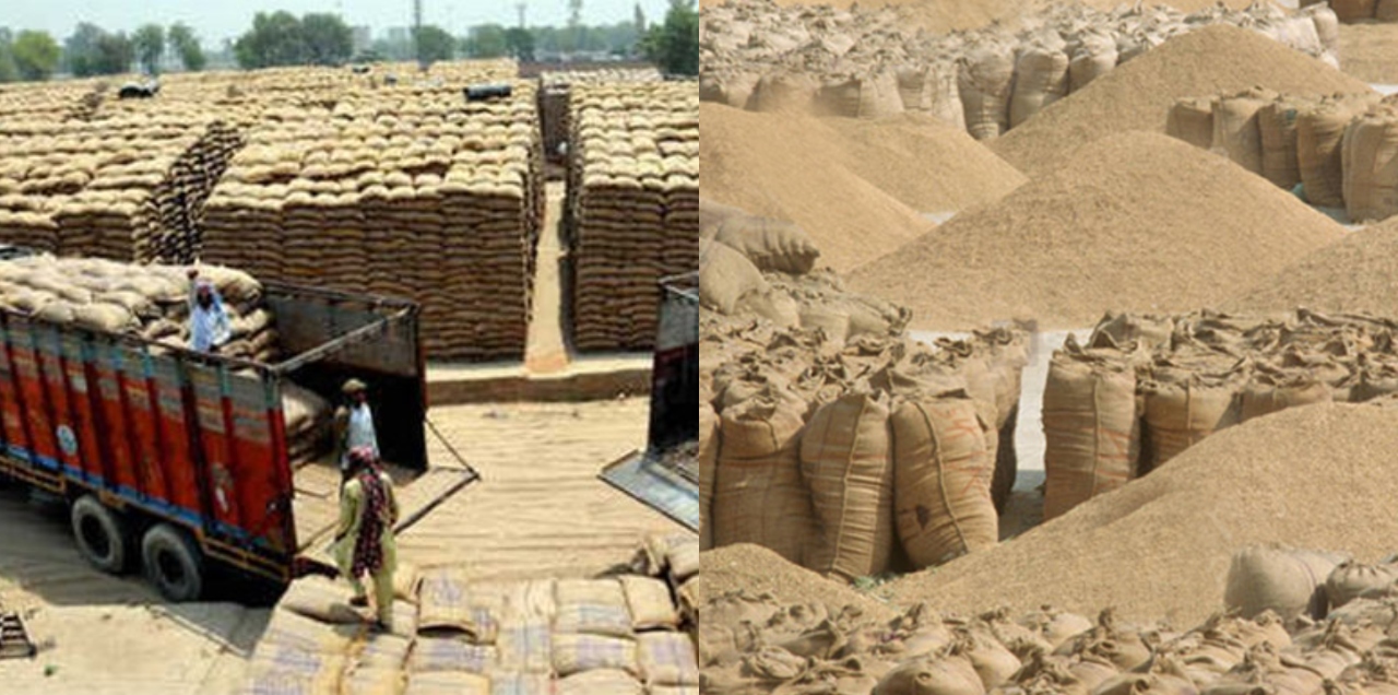 wheat crisis sindh